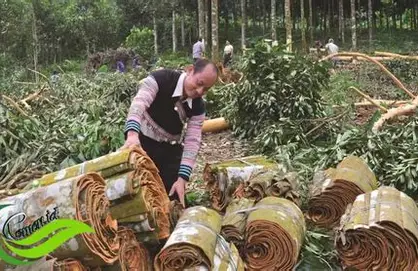 Harga Kayu Manis Juni 2026 Rp18 Ribu–Rp120 Ribu per Kg