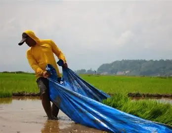 Kerinci Jadi Penyumbang Terbesar Panen Padi Jambi 2025, Luasnya Tembus 16,76 Ribu Hektare