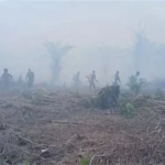 9 Daerah di Jambi Rawan Karhutla, Muaro Jambi dan Tanjab Barat Paling Disorot
