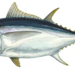 Daftar Harga Ikan Tuna 2026 di Jambi dan Kota Lain di Indonesia