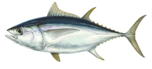 Daftar Harga Ikan Tuna 2026 di Jambi dan Kota Lain di Indonesia