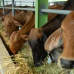 NTP Peternakan Jambi Melonjak 3,99 Persen, Hortikultura Justru Tertekan