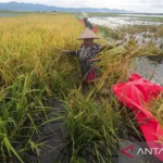 NTP Jambi Naik 1,77 Persen, Tertinggi di Sumatra pada Agustus 2026
