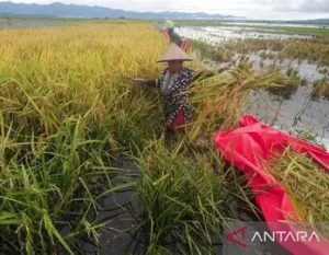 NTP Jambi Naik 1,77 Persen, Tertinggi di Sumatra pada Agustus 2026