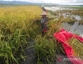 NTP Jambi Naik 1,77 Persen, Tertinggi di Sumatra pada Agustus 2026