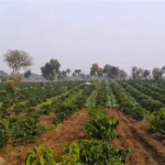 19,2 Ton Kopi Kerinci Dikirim ke Mesir, Komoditas Jambi Mulai Naik Kelas