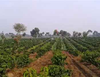 19,2 Ton Kopi Kerinci Dikirim ke Mesir, Komoditas Jambi Mulai Naik Kelas