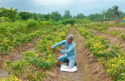 NTUP Jambi Juni 2026 Naik Jadi 191,90, Subsektor Perkebunan Rakyat Masih Jadi Penopang