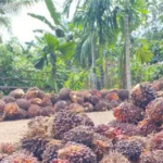 Harga Sawit Tak Boleh Dipermainkan, Bupati Merangin Minta PKS Patuh Aturan
