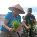 Tanjab Barat Mulai Tanam Padi dengan Sistem Modern, Target Produktivitas Jadi Sorotan