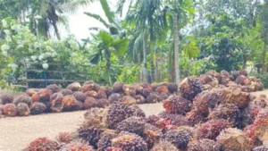 Harga Sawit Tak Boleh Dipermainkan, Bupati Merangin Minta PKS Patuh Aturan