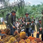 Harga Sawit Jambi Naik Lagi, TBS Usia 10-20 Tahun Tembus Rp3.864,36 per Kg