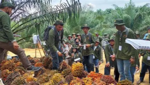 Harga Sawit Jambi Naik Lagi, TBS Usia 10-20 Tahun Tembus Rp3.864,36 per Kg